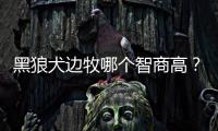 黑狼犬邊牧哪個智商高？ 黑狼犬智商排第幾名