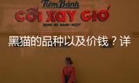 黑貓的品種以及價錢？詳細點，準備買只黑色的貓？ 貓的品種價格排行榜