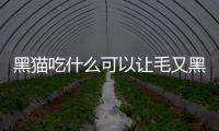 黑貓吃什么可以讓毛又黑又亮(小貓吃什么毛發(fā)亮)