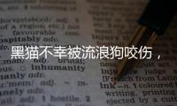 黑貓不幸被流浪狗咬傷，卻有狗朋友一直陪伴，被救已是一個月后