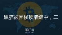 黑貓被困樓頂墻縫中，二十余天不吃不喝，“貓堅強”瘦得只剩5斤
