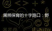 黑熊保育的十字路口：野放或圈養，「編號711」獲救後該何去何從？