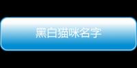 黑白貓咪名字