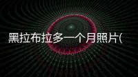 黑拉布拉多一個(gè)月照片(黑拉布拉多長(zhǎng)大的樣子照片)