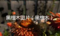 黑檀木圖片（黑檀木）