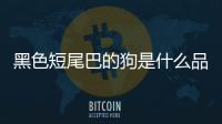 黑色短尾巴的狗是什么品種(長(zhǎng)毛短尾巴狗是什么品種)
