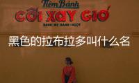 黑色的拉布拉多叫什么名字好(黑色拉布拉多幼犬價格多少錢一只)