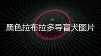 黑色拉布拉多導盲犬圖片，黑色垃布拉多