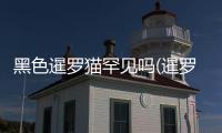 黑色暹羅貓罕見嗎(暹羅貓耳朵里好多黑色東西)
