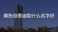 黑色母泰迪取什么名字好？黑色母泰迪取什么名字旺