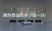 黑色泰迪狗多少錢一只(黑色泰迪狗名字大全可愛)