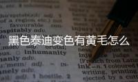 黑色泰迪變色有黃毛怎么回事？黑色泰迪變色有黃毛正常嗎