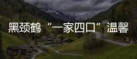 黑頸鶴“一家四口”溫馨“同框” 共享高原涼爽夏日