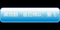 黑頸鶴“最后梯隊”要飛往哪里？跟隨它們南飛越冬地→