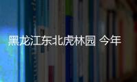 黑龍江東北虎林園 今年料誕百寶