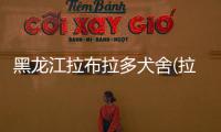黑龍江拉布拉多犬舍(拉布拉多犬場)