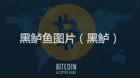 黑鱸魚圖片（黑鱸）