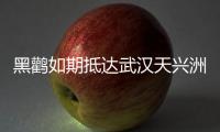 黑鸛如期抵達(dá)武漢天興洲！今年多了幾雙“慧眼”呵護(hù)它