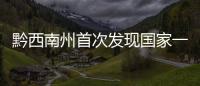 黔西南州首次發(fā)現(xiàn)國家一級保護野生植物“廣西火桐”