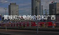 黃喉擬水龜?shù)膬r(jià)位和廣西黃喉擬水龜?shù)那闆r說(shuō)明