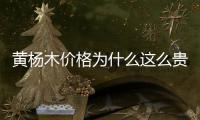 黃楊木價格為什么這么貴?（黃楊木價格）