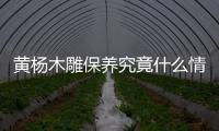黃楊木雕保養(yǎng)究竟什么情況?