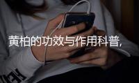 黃柏的功效與作用科普,黃柏的副作用科普藥效用法圖片