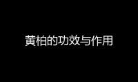 黃柏的功效與作用