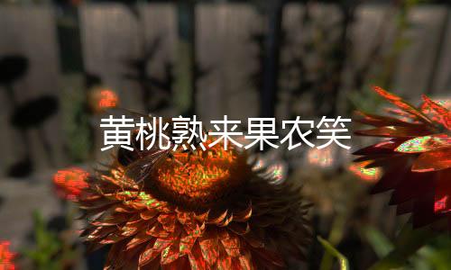 黃桃熟來果農笑
