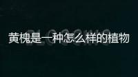 黃槐是一種怎么樣的植物呢 黃槐有什么作用呢