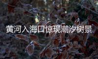 黃河入海口驚現潮汐樹景觀，似“白龍出海”
