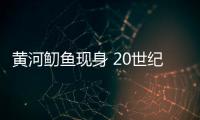 黃河鱽魚現身 20世紀90年代末以來黃河口首次發現
