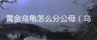 黃金烏龜怎么分公母（烏龜怎么分公母）