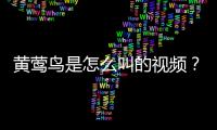黃鶯鳥是怎么叫的視頻？黃鶯的叫聲是怎么叫的