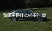 黃鸝鳥是什么樣子的(黃鸝鳥的叫聲一)