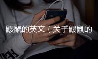 鼴鼠的英文（關于鼴鼠的英文的基本情況說明介紹）