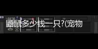 鼯鼠多少錢一只?(寵物鼯鼠多少錢一只)