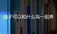 鴿子可以和什么鳥一起養