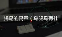 鶇鳥的寓意（烏鶇鳥有什么寓意）