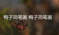 鴨子簡筆畫 鴨子簡筆畫的畫法步驟
