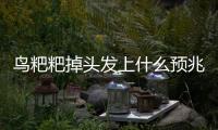 鳥粑粑掉頭發上什么預兆（鳥屎掉頭發上有什么預兆）