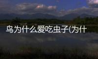 鳥為什么愛吃蟲子(為什么有人愛吃蟲子)