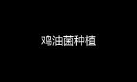 雞油菌種植