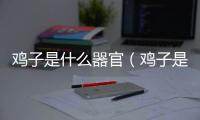 雞子是什么器官（雞子是什么）