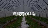 雞腿菇的挑選