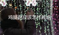 雞腿菇應該怎樣栽培
