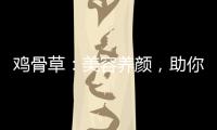 雞骨草：美容養顏，助你煥發青春光彩！