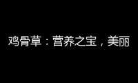 雞骨草：營(yíng)養(yǎng)之寶，美麗與健康的秘密！
