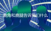鹿角和鹿腿告訴我們什么道理 鹿角和鹿腿告訴我們什么道理 最佳答案