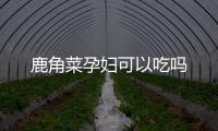 鹿角菜孕婦可以吃嗎